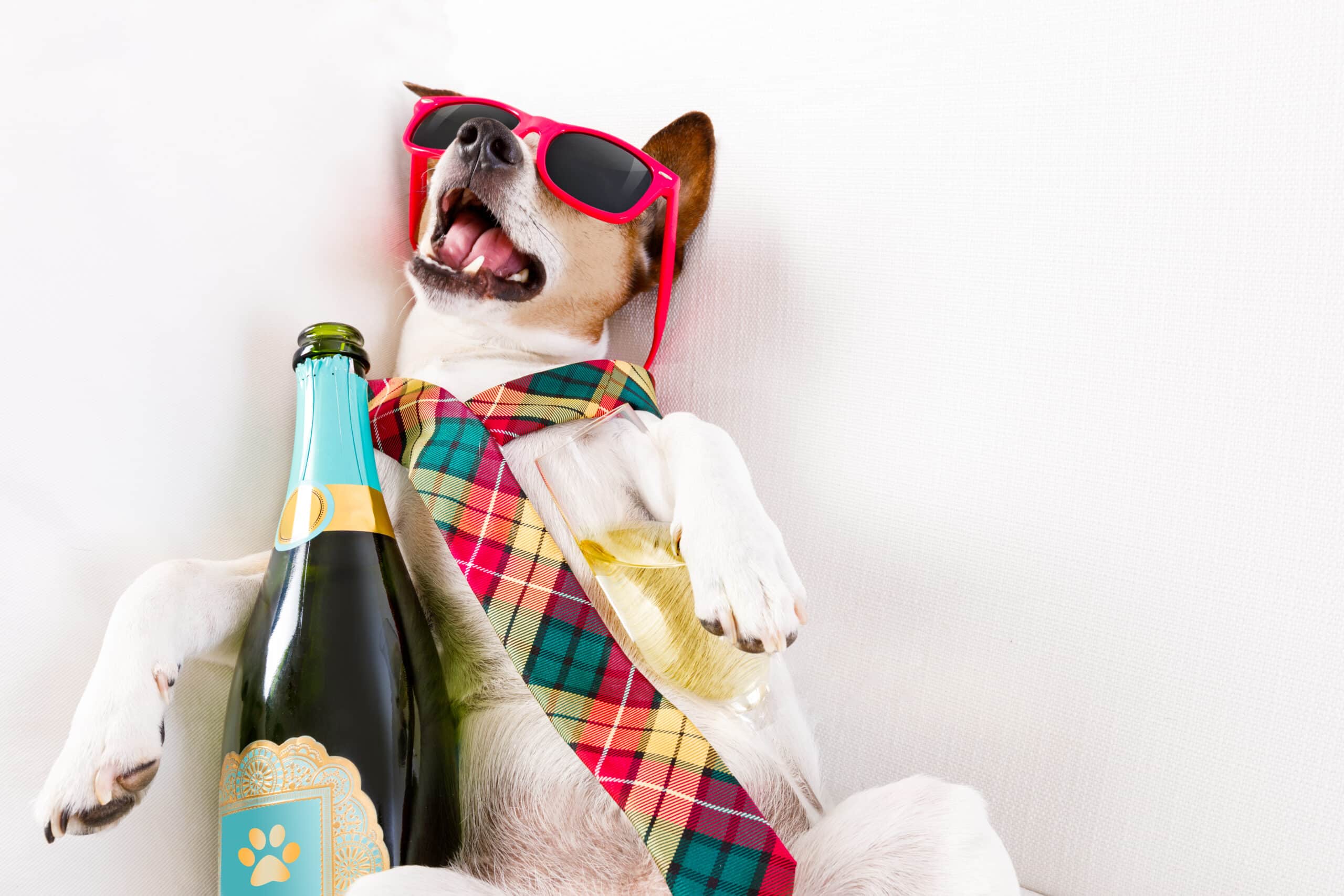 A dog holding a champagne bottle